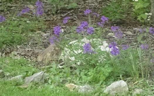 Purple Verbena