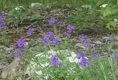 Purple Verbena
