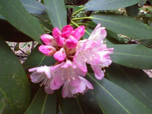 0719091554MountainRhododendren Mountain Rhododendren