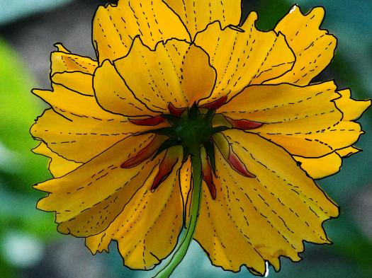 Yellow Flower Outlined