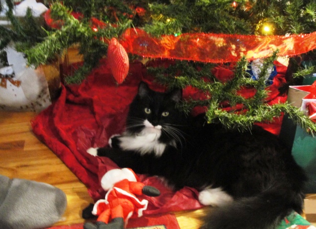 I'mWaitingForChristmas, (c)2010Joni Beach.