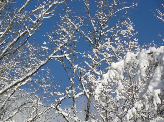 DSC01519WinterColorCombination Winter Color Combination