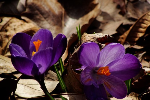 First Blooms, (c) 2012 JoniBeach