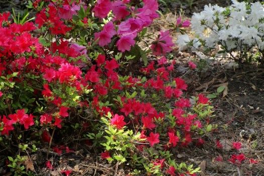 North Carolina Azaleas, (c) 2012, Joni Beach.