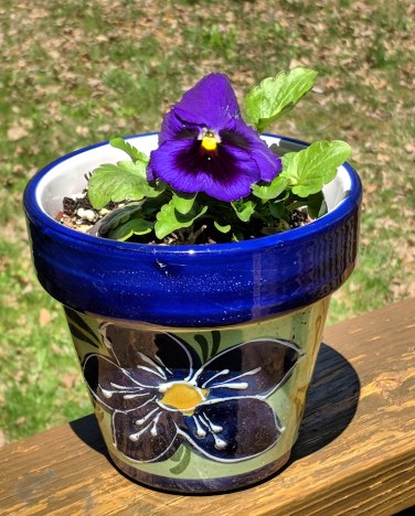 A Pot of Spring Purple!
