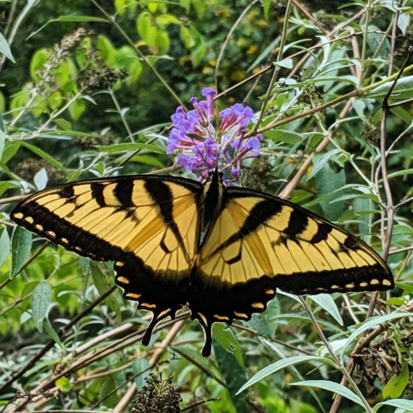 IMG_20190821_161419_745